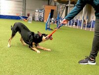 Finally, a tug toy will last a long time instead of 2 training sessions. Finally, a tug toy will last a long time instead of 2 training sessions.